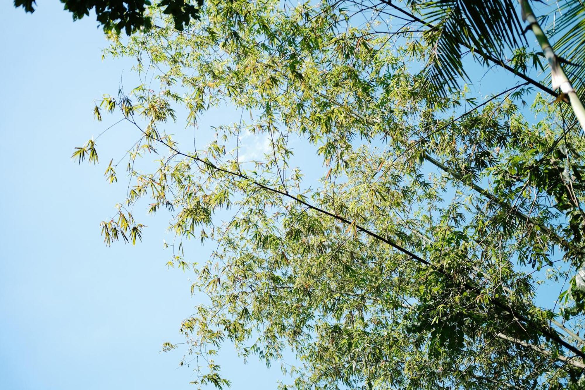 Treehouse De Valentine Villa Balamban Kültér fotó